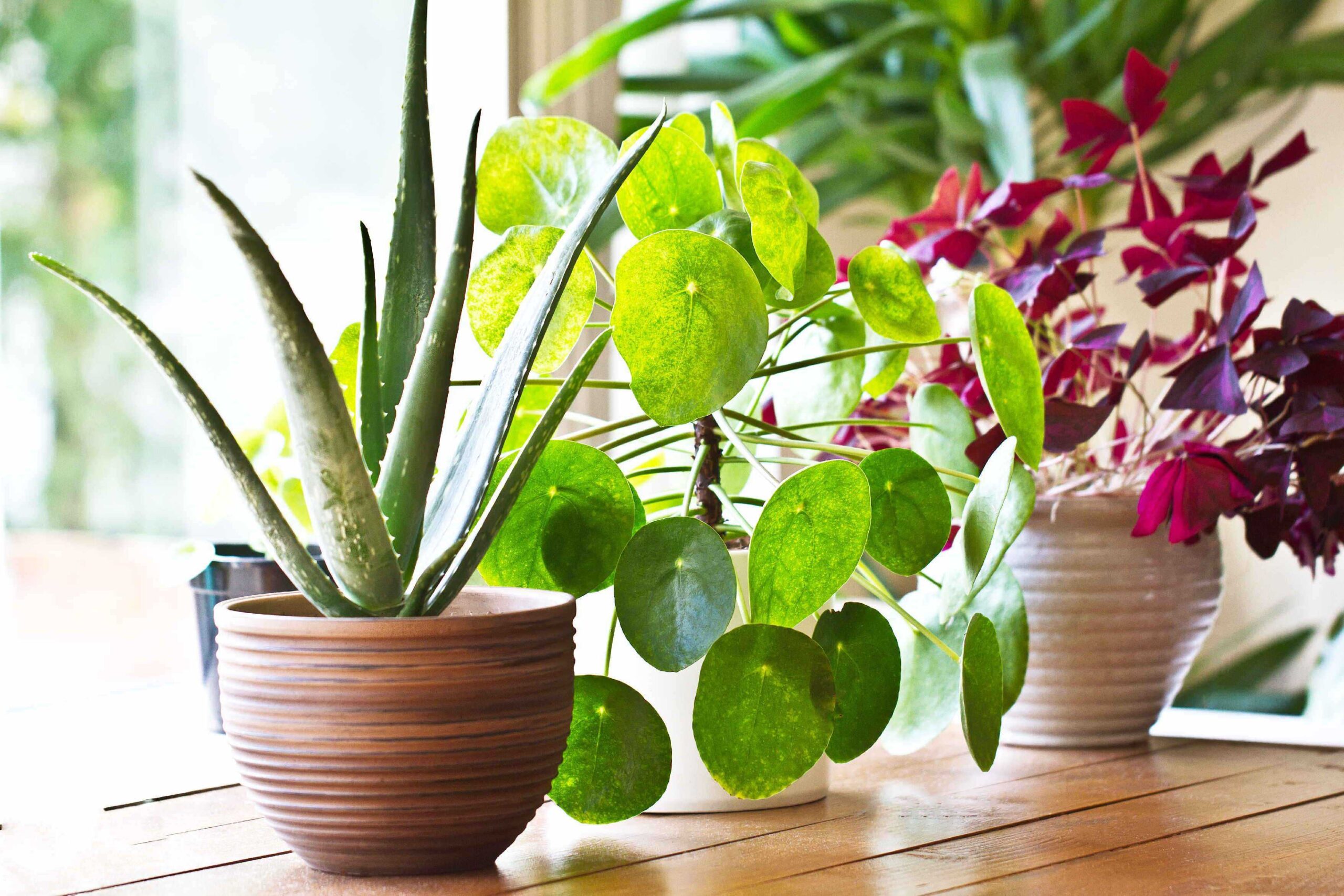 Indoor plants uk discount